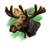 moose