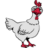 Angry chicken