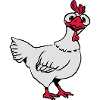 Huhn doof witzig
