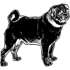pug