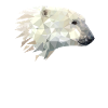 Polar bear