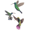 HUMMINGBIRDS