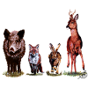 Wild Quartet