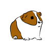 Guinea pig