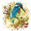 Eisvogel Vogel