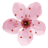 cherry blossom
