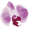 orchid
