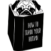 pug dog