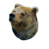 Happy brown bear