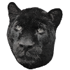 Panthère noire