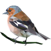 chaffinch
