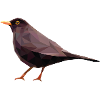 blackbird