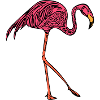 flamingo