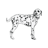 Dalmatiens