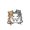 Gerbil Gerbils Gerbil Rodent
