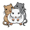 Gerbil Gerbils Gerbil Rodent