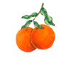 oranges