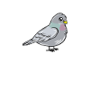 Dove