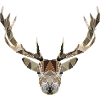 Low poly deer