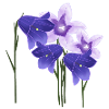 Bluebells, flowers
