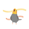 Angry cockatiel