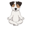 Parson Russell Terrier Meditate