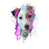 Parson Russell Terrier