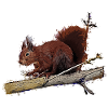 squirrel