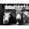 So what? Donkey