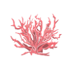 coral