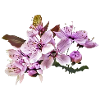 Cherry blossom