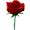 Red rose