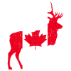 Canadian moose