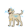 Chien Labrador
