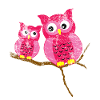 Owl Cute animal