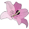 Orchidée rose