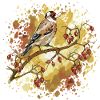 Goldfinch bird