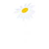 Imagine Daisy Flower
