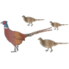 Pheasant family picture drawing