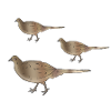 Pheasant chick