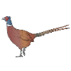 Pheasant drawn animal