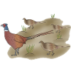 Pheasant family picture drawn