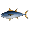 Tuna Fish Tuna