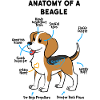 Anatomie d’un beagle