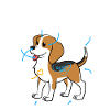 Chien Beagle