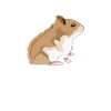 hamster