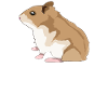hamster