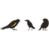 Oiseaux reggae