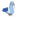 Pigeons Pigeon Bird