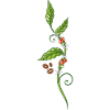 Coffee coffee plant Coffee beans
